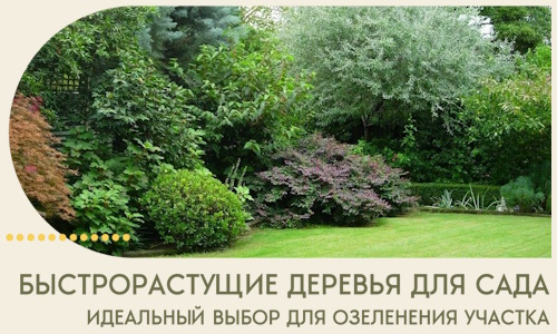 Быстрорастущие деревья для сада идеальный выбор в Курске