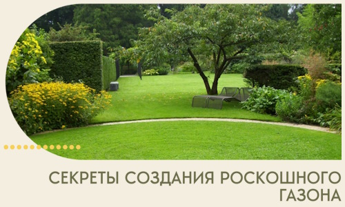 Секреты создания роскошного газона в Курске
